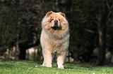 CHOW CHOW 659
